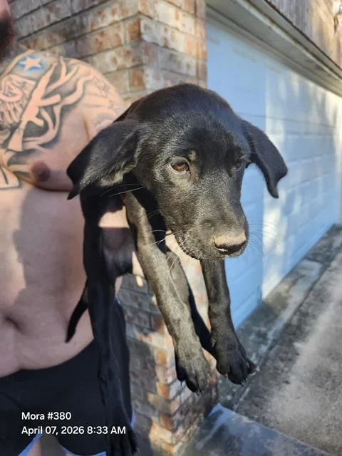 A baby small-sized female Labrador Retriever dog named Ianna for adoption in San Antonio, TX