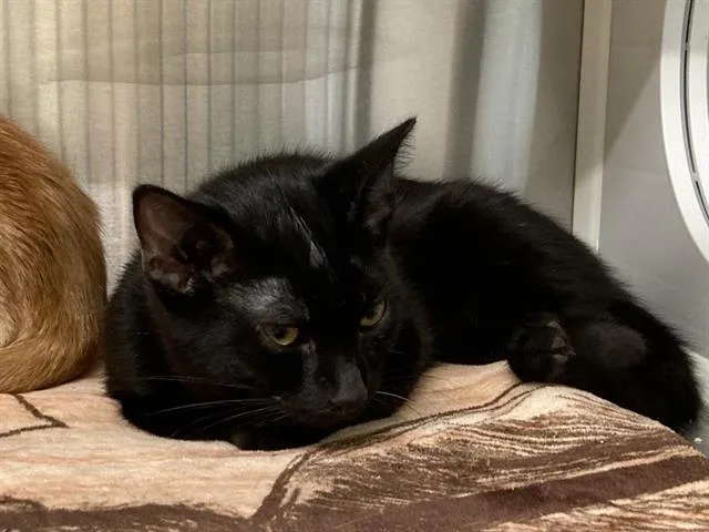 A young small-sized male Domestic Short Hair cat named Tomato for adoption in Tustin, CA
