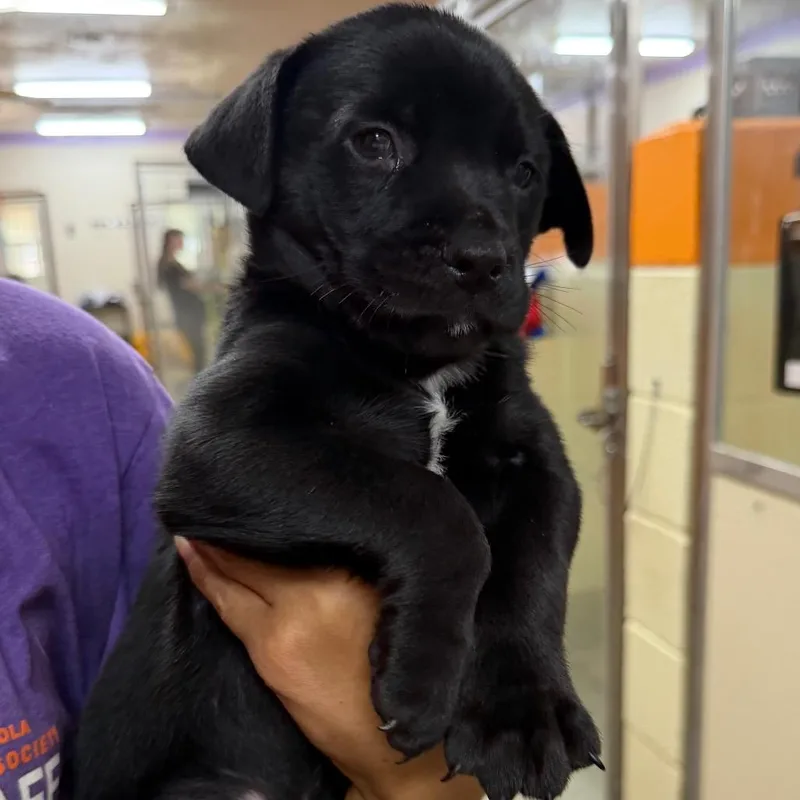 A baby medium-sized male Mixed Breed dog named Bushwacker for adoption in Pensacola, FL