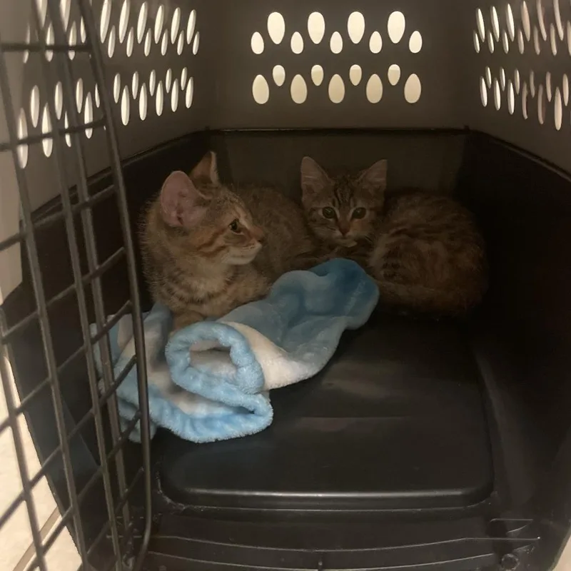 A baby small-sized female Calico Domestic Medium Hair cat named Annie for adoption in Harrisonburg, VA
