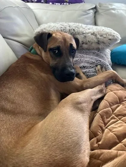 An adult large-sized male Brown / Chocolate Mixed Breed dog named Dewars for adoption in Kansas City, MO