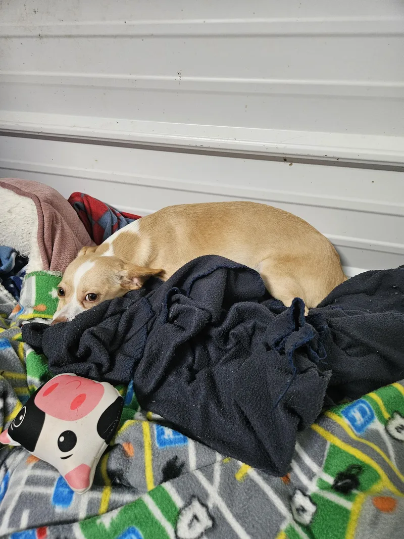 A young small-sized male Chihuahua dog named Ben for adoption in Tracy City , TN