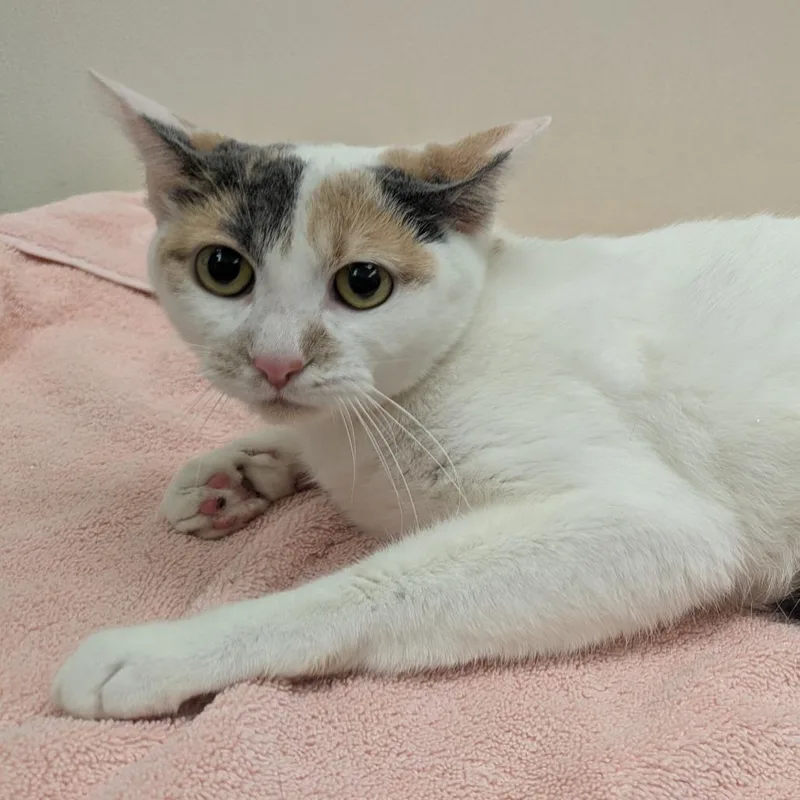 An adult medium-sized female White Domestic Short Hair cat named Andrea for adoption in Oshkosh, WI
