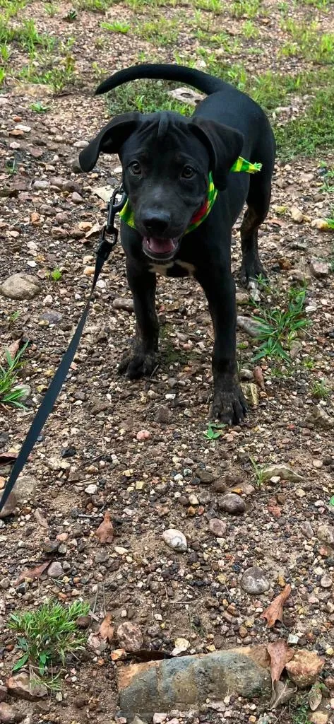 A baby medium-sized male Mixed Breed dog named Pegasus for adoption in Fond Du Lac, WI