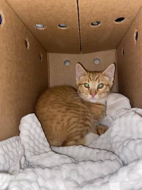 A baby small-sized male Domestic Short Hair cat named Garibaldi for adoption in Santa Cruz, CA