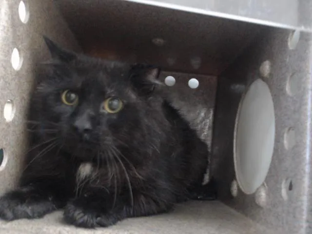 A senior small-sized male Domestic Long Hair cat named Smokey for adoption in Orlando, FL