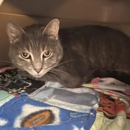 An adult medium-sized female Gray / Blue / Silver Domestic Short Hair cat named Pippy for adoption in Lansing, MI