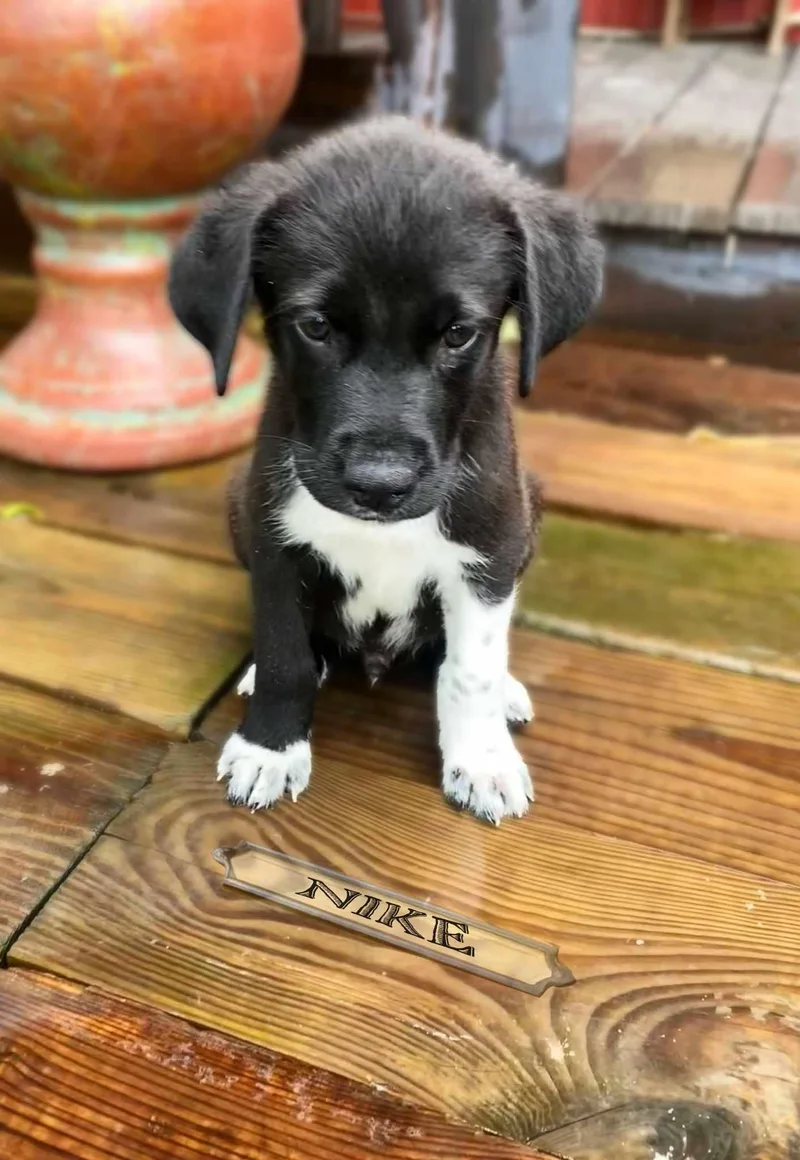 A young medium-sized male Labrador Retriever dog named Nike  he'll run for adoption in Oakhurst, NJ
