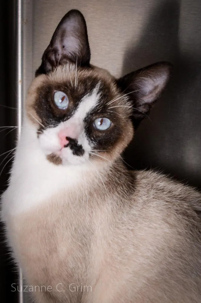 A young small-sized male Siamese cat named Zuka for adoption in New Orleans, LA