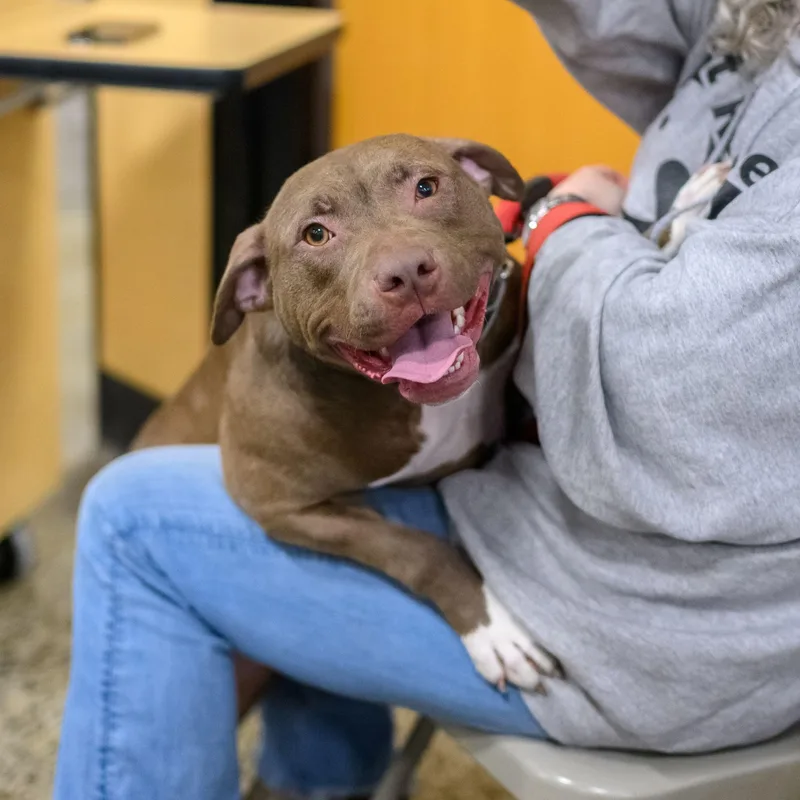 A young medium-sized female Pit Bull Terrier dog named Frannie for adoption in Hamilton, NJ