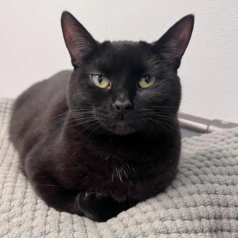 An adult small-sized female Black Domestic Short Hair cat named Cara for adoption in Arlington Heights, IL