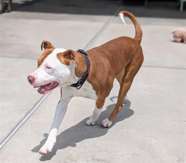 A young large-sized male Pit Bull Terrier dog named Atlas for adoption in Denver, CO