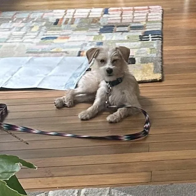 A young small-sized male Terrier dog named Scotti for adoption in Richmond, VA