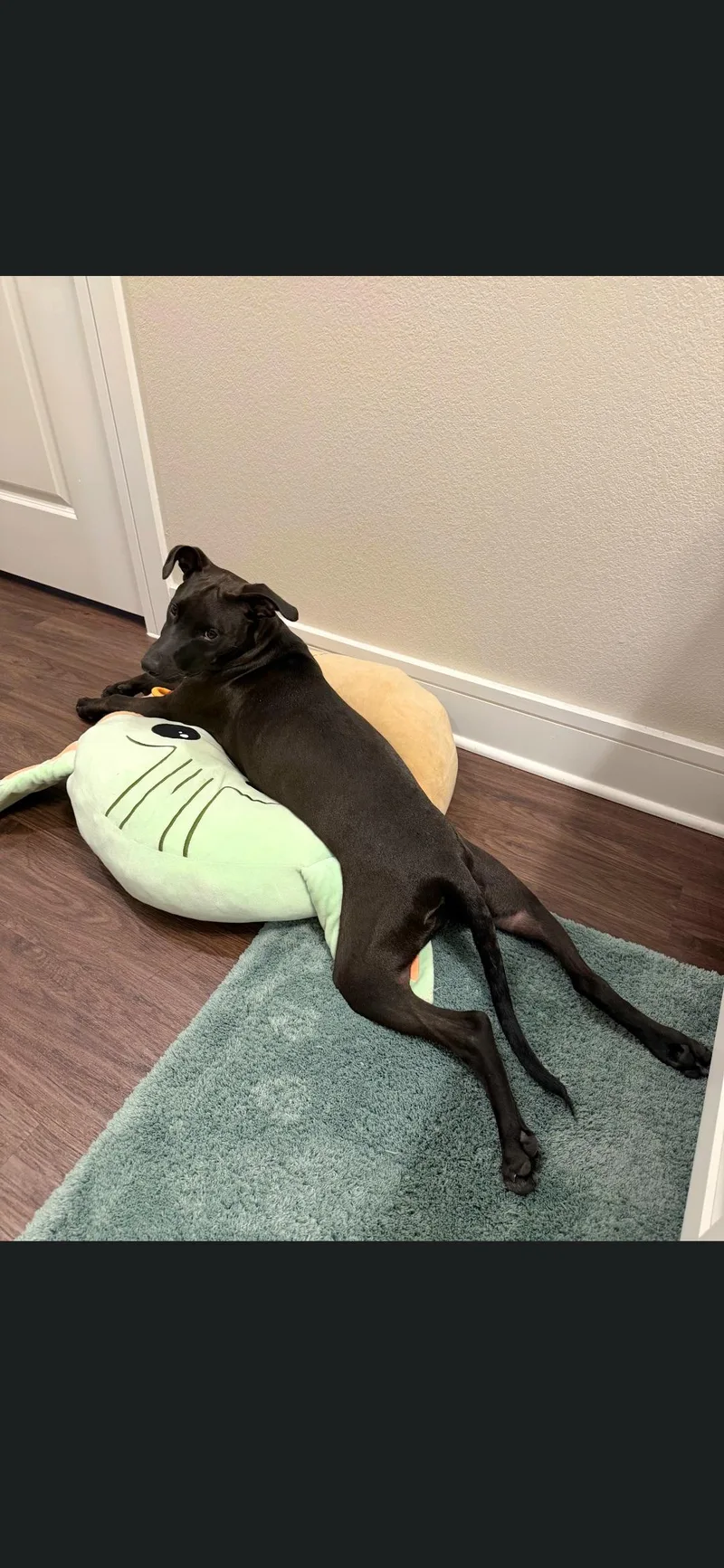 A baby medium-sized female Black Labrador Retriever dog named Dixie for adoption in Plano, TX