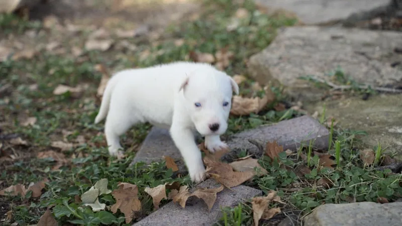 A baby medium-sized female Anatolian Shepherd dog named Casey for adoption in Pflugerville, TX