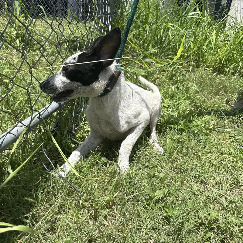 An adult small-sized female White / Cream Terrier dog named Divatron for adoption in Austin, TX