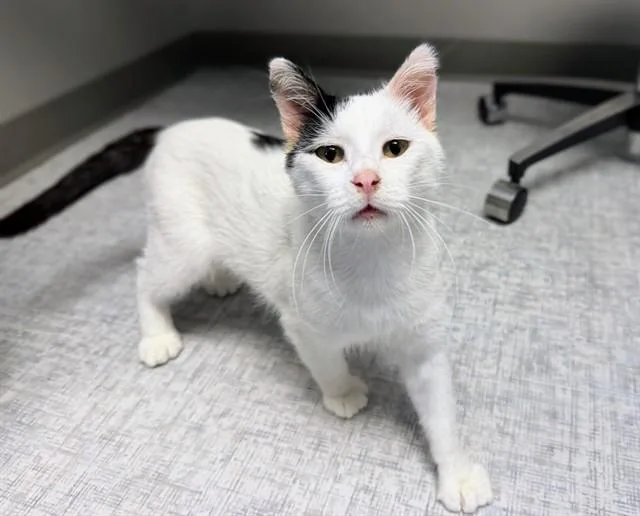 A young small-sized male Domestic Short Hair cat named Snoopy for adoption in Ames, IA