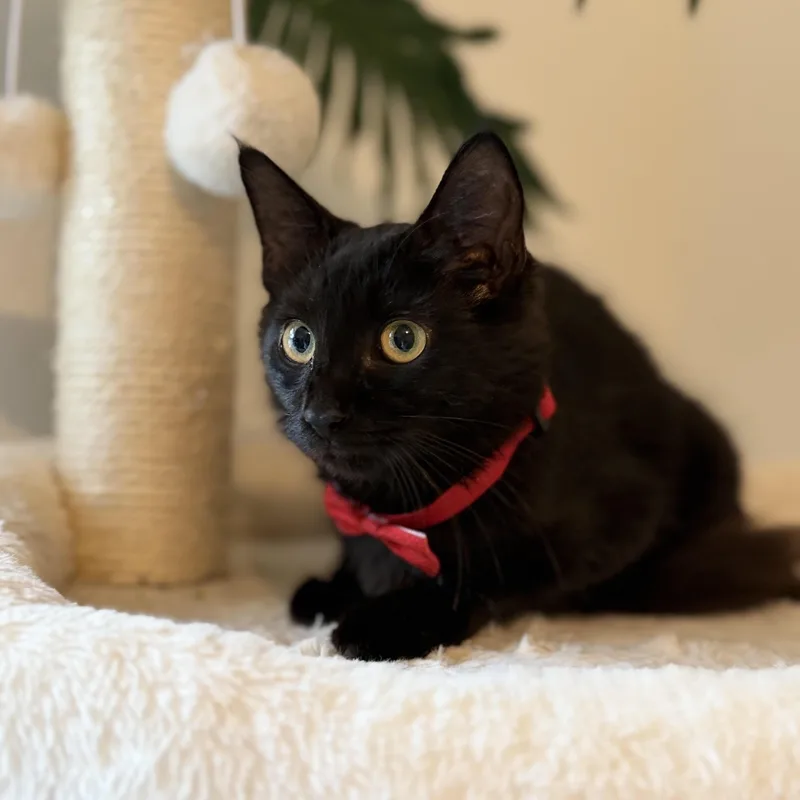 A baby small-sized female Black Bombay cat named Lucia for adoption in Miami, FL