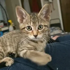A baby small-sized female Gray / Blue / Silver Domestic Short Hair cat named Mae for adoption in Belleville, IL