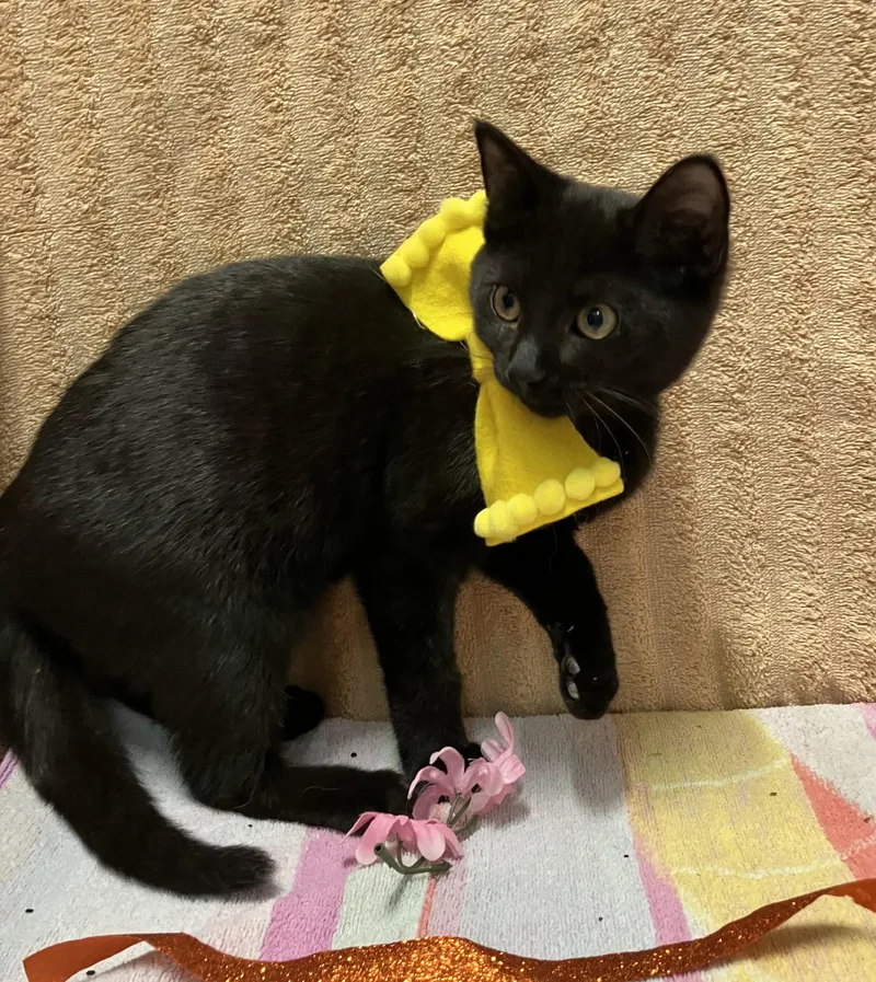 A baby medium-sized female Black Domestic Short Hair cat named Pepperoni Roll for adoption in Dublin, OH