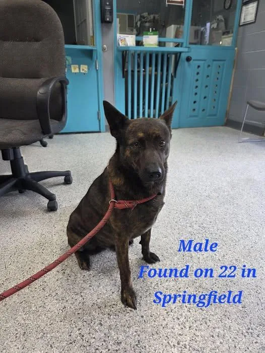 A young medium-sized male Cattle Dog dog named Gibbles for adoption in Livingston, LA