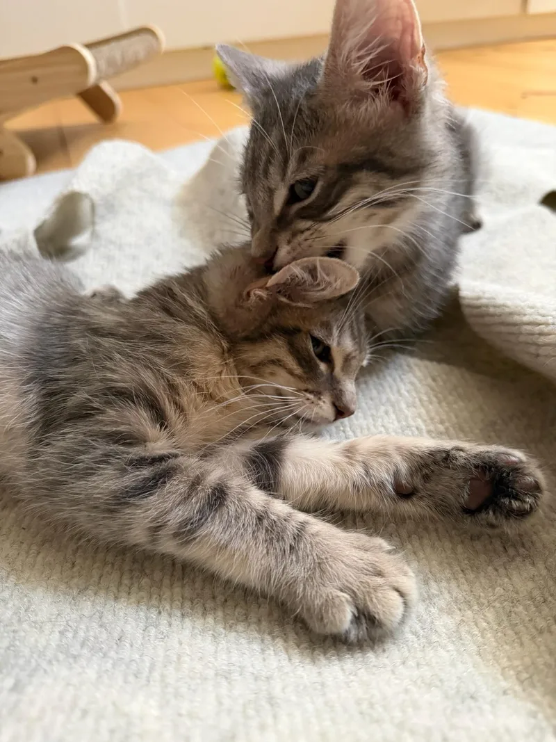 A baby medium-sized male Tabby (Gray / Blue / Silver) Domestic Medium Hair cat named Sharky and Gator for adoption in Brooklyn, NY