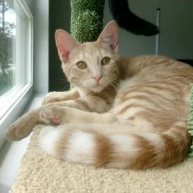 A baby medium-sized male Tabby (Orange / Red) Domestic Short Hair cat named Carrot for adoption in Davis, CA