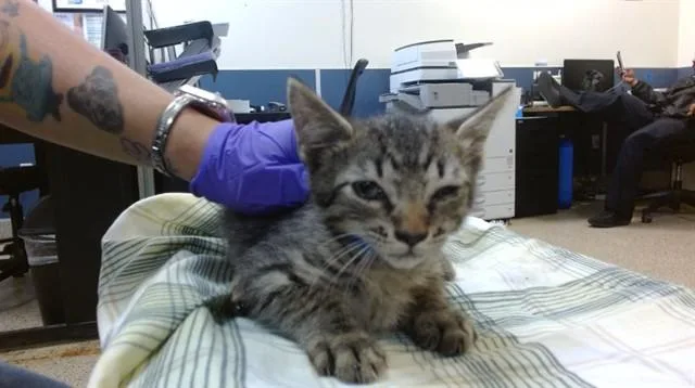 A baby small-sized male Domestic Short Hair cat named Pennzoil for adoption in Miami, FL