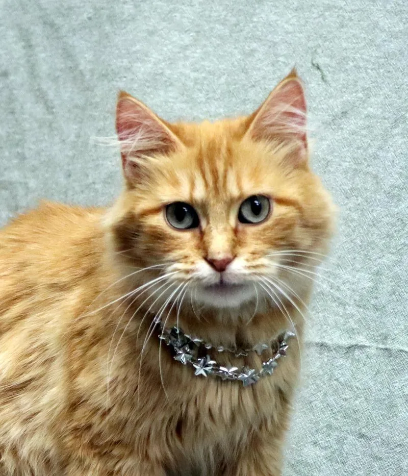 A young medium-sized female Domestic Short Hair cat named Ginger Rogers for adoption in Jonesboro, AR