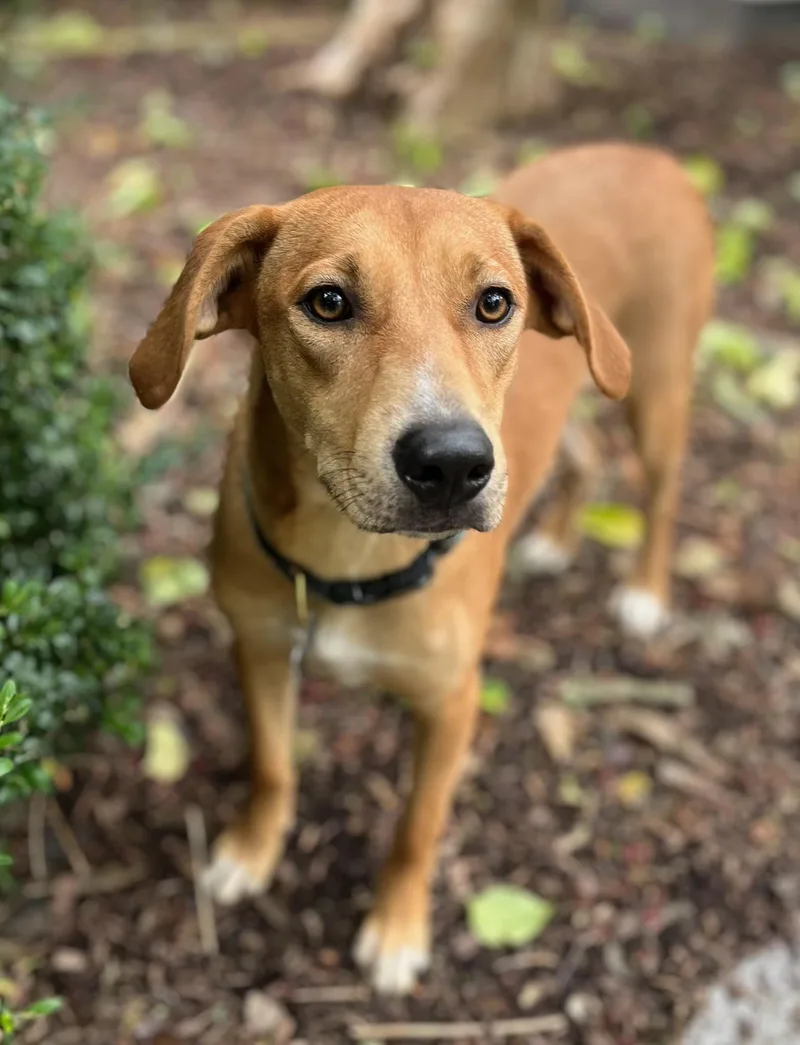 A young medium-sized female Rhodesian Ridgeback dog named Bailey for adoption in Alexandria, LA