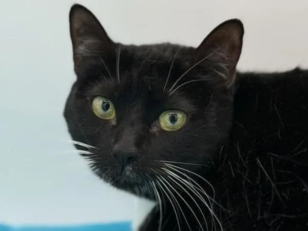 An adult small-sized female Domestic Short Hair cat named Cora for adoption in Portland, OR