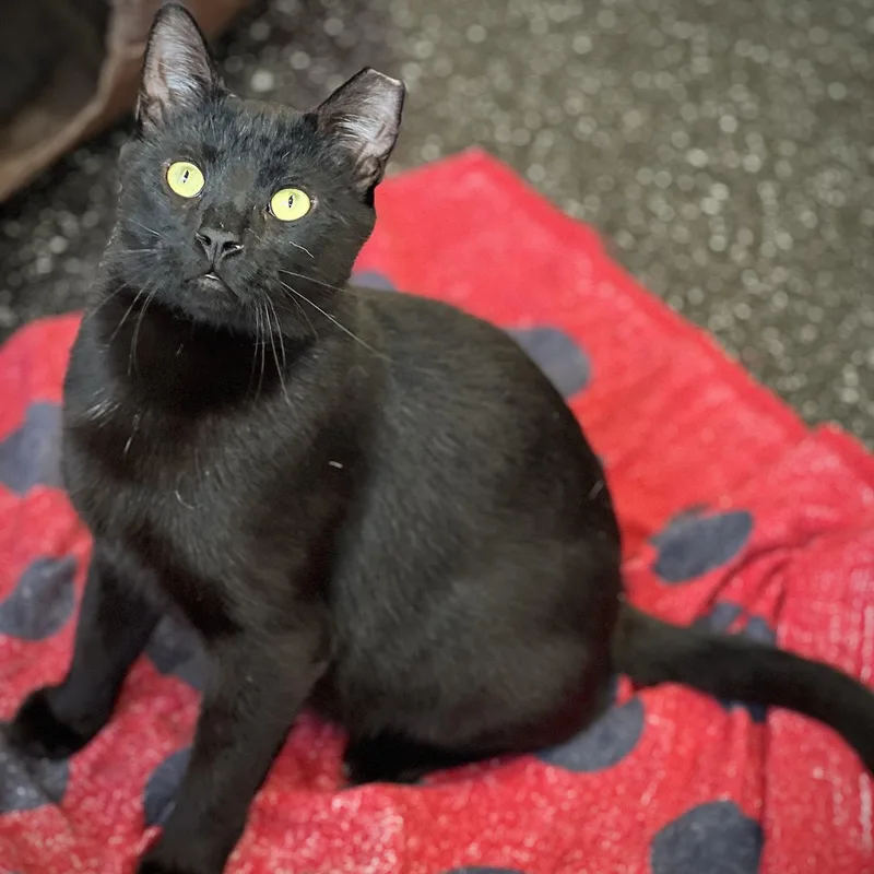 An adult medium-sized male Black Domestic Short Hair cat named Buzz & Dr. Langdon for adoption in Waltham, MA