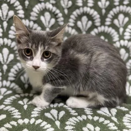 A baby small-sized female Domestic Medium Hair cat named Johnson $ for adoption in Seneca, SC