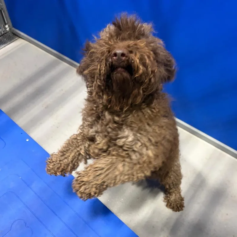 An adult medium-sized male Brown / Chocolate Miniature Poodle dog named Kcac Stray Hold Over for adoption in Fredericksburg, TX