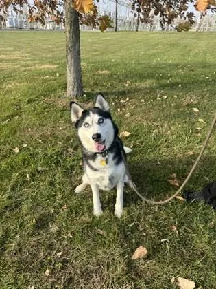 A young medium-sized female Siberian Husky dog named Jenna for adoption in Columbus, IN