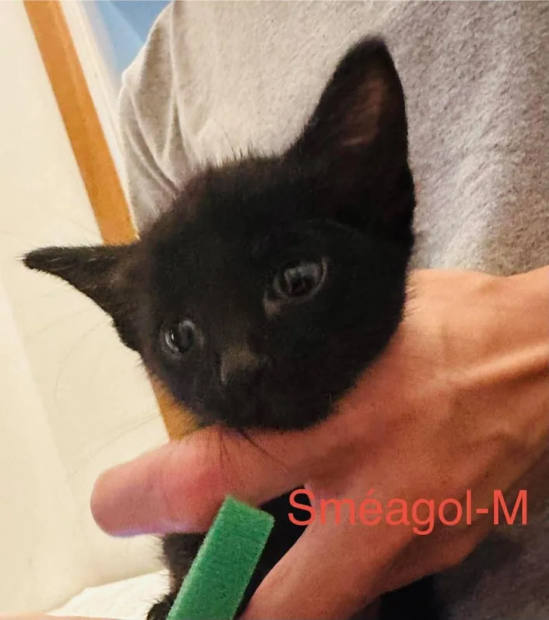 A baby medium-sized male Domestic Short Hair cat named Smeagol for adoption in Cloquet, MN
