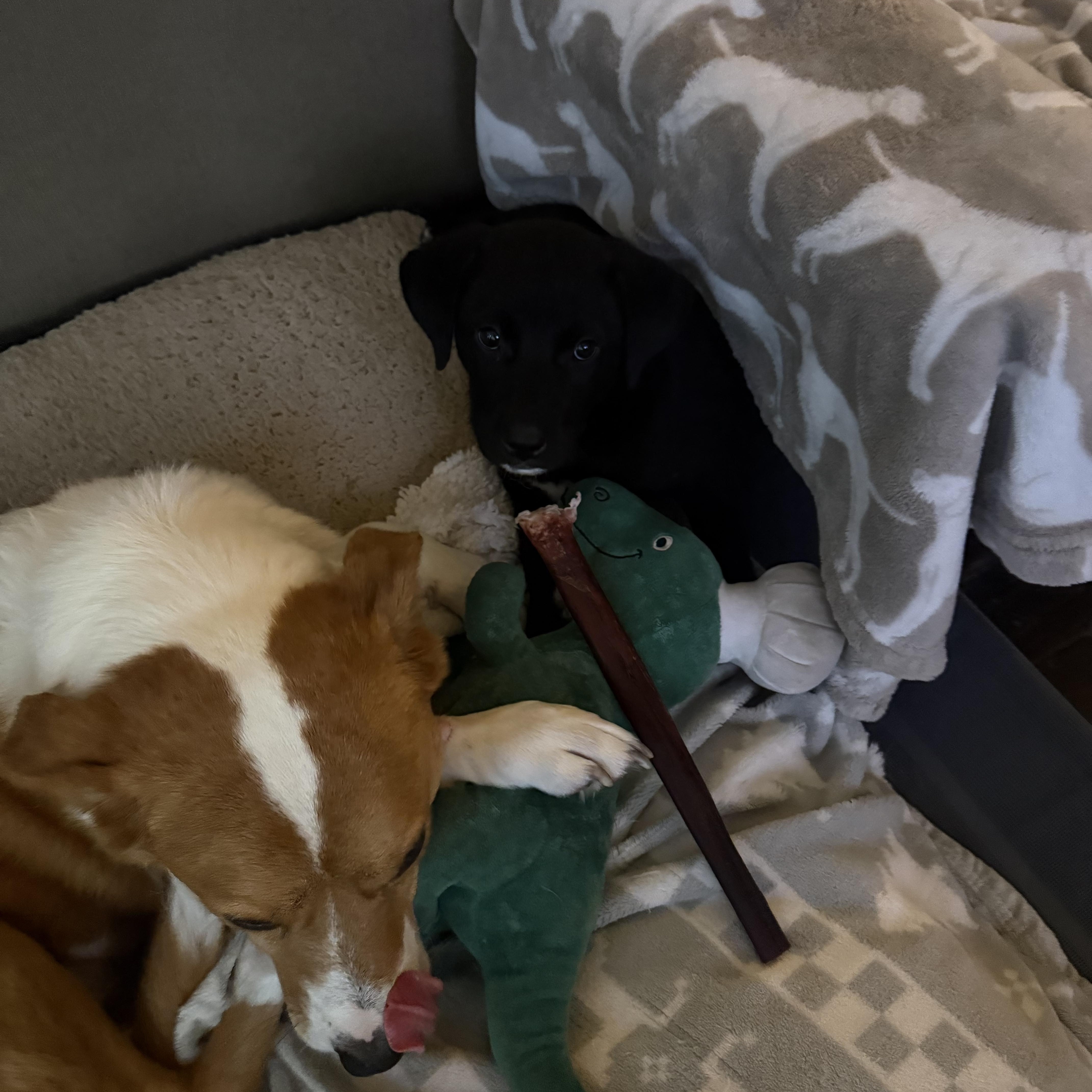 A baby medium-sized male Black Labrador Retriever dog named Sir Winston for adoption in Commerce City, CO