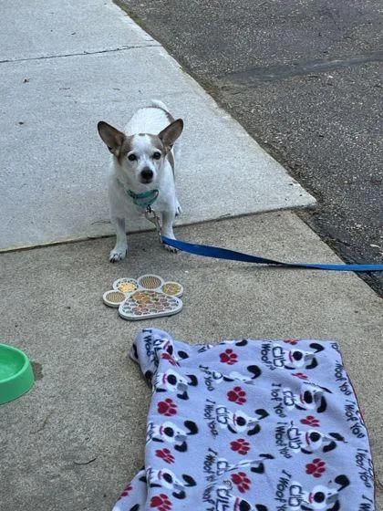 An adult small-sized male Cardigan Welsh Corgi dog named Skipper for adoption in Shawano, WI