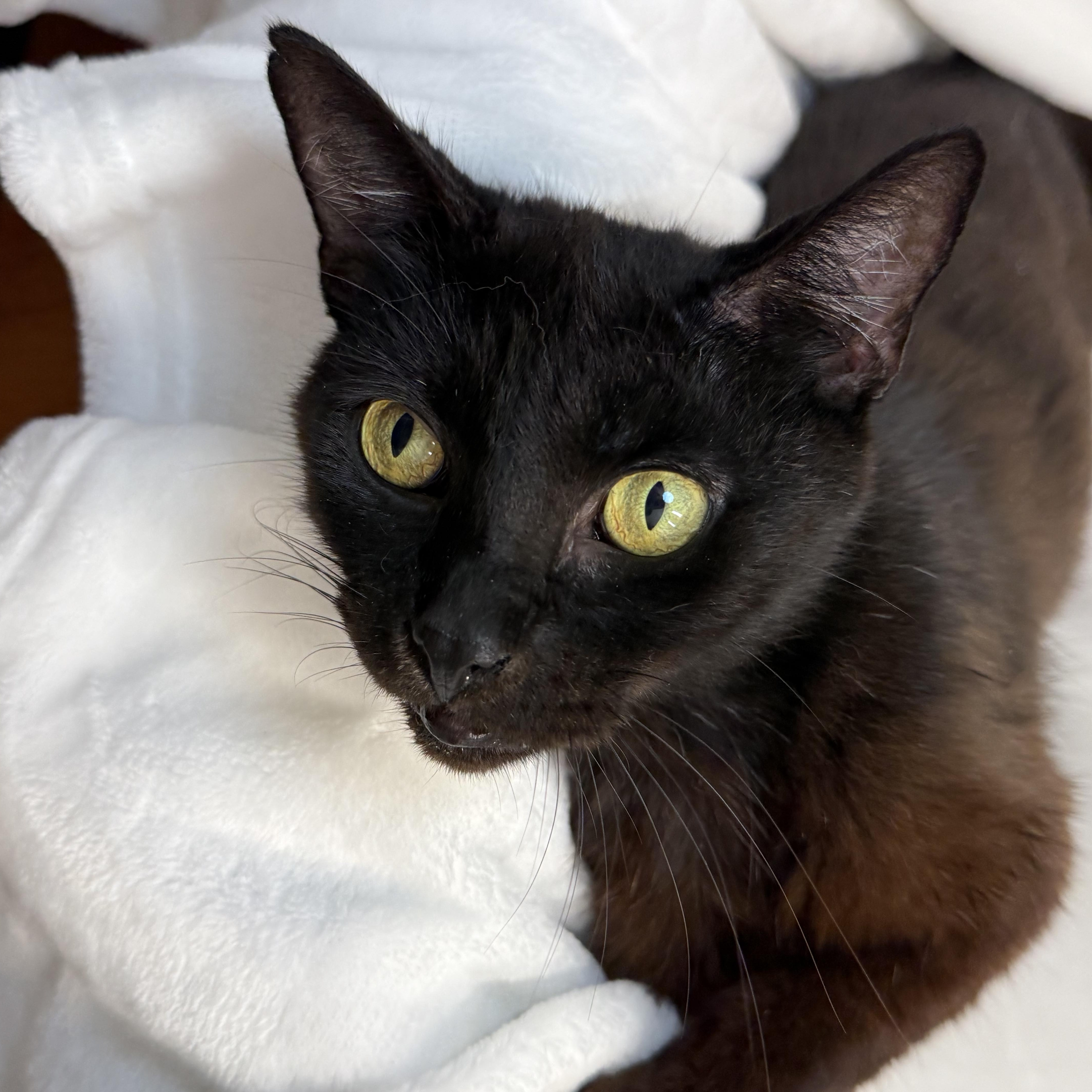 An adult medium-sized female Black Domestic Short Hair cat named RockaBillie for adoption in Greensboro, NC