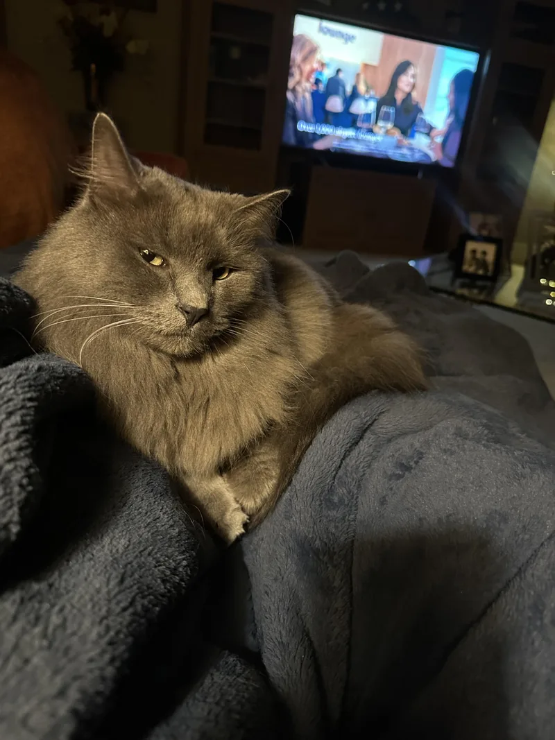 An adult large-sized female Gray / Blue / Silver Domestic Long Hair cat named Louis & Martini for adoption in Rochester Hills, MI
