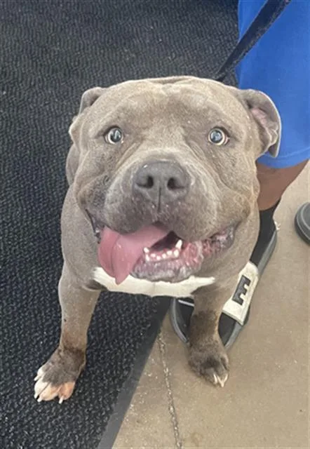 An adult large-sized male Mixed Breed dog named Cash for adoption in Dallas, TX