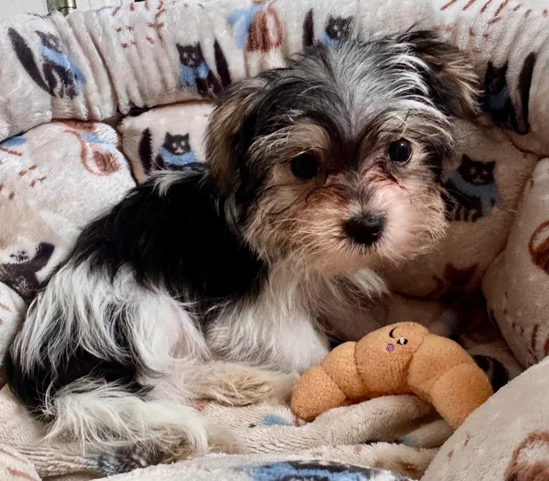 LeahTiny Morkie Puppy!