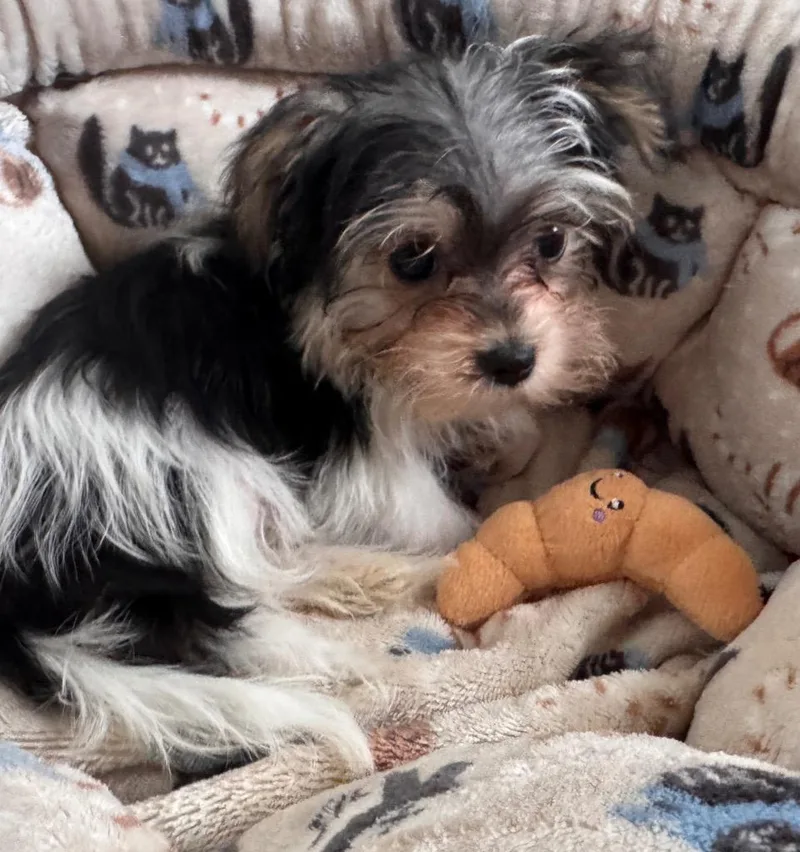 LeahTiny Morkie Puppy! thumbnail 2