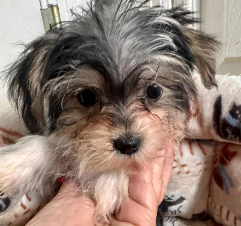 LeahTiny Morkie Puppy! thumbnail 4