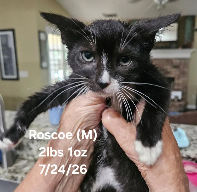 A baby small-sized male Domestic Short Hair cat named Roscoe for adoption in Darien, GA