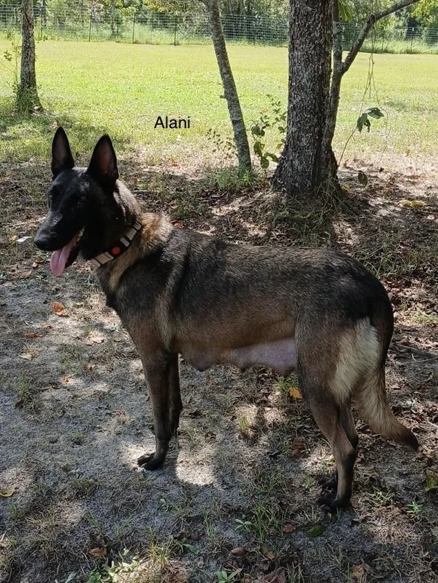 An adult medium-sized female Belgian Shepherd / Malinois dog named Alani for adoption in Rome, GA