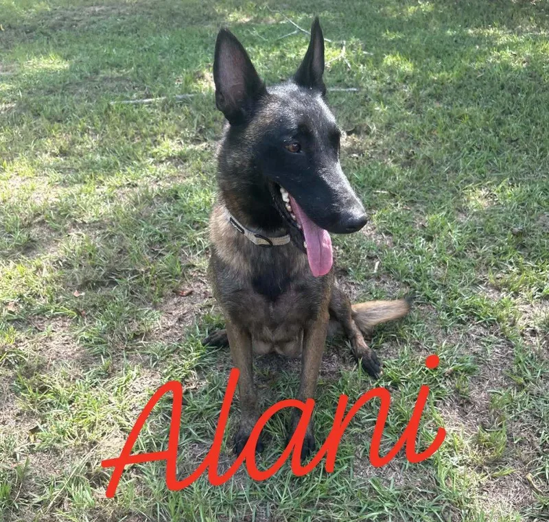 Alani thumbnail 2