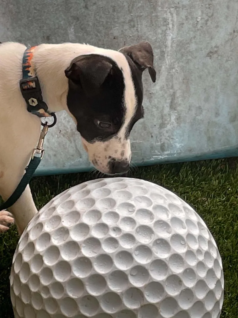 A baby medium-sized female Fox Terrier dog named Alexa for adoption in Elgin, IL