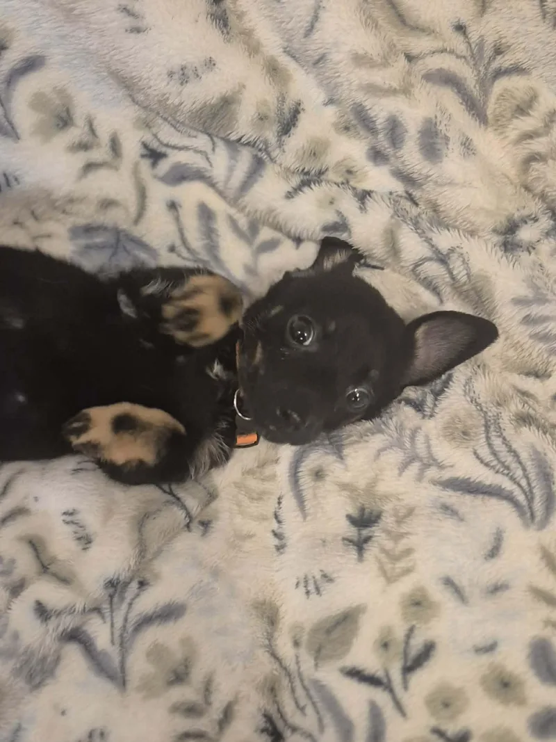 A baby small-sized male Black Chihuahua dog named Bentley for adoption in Media, PA