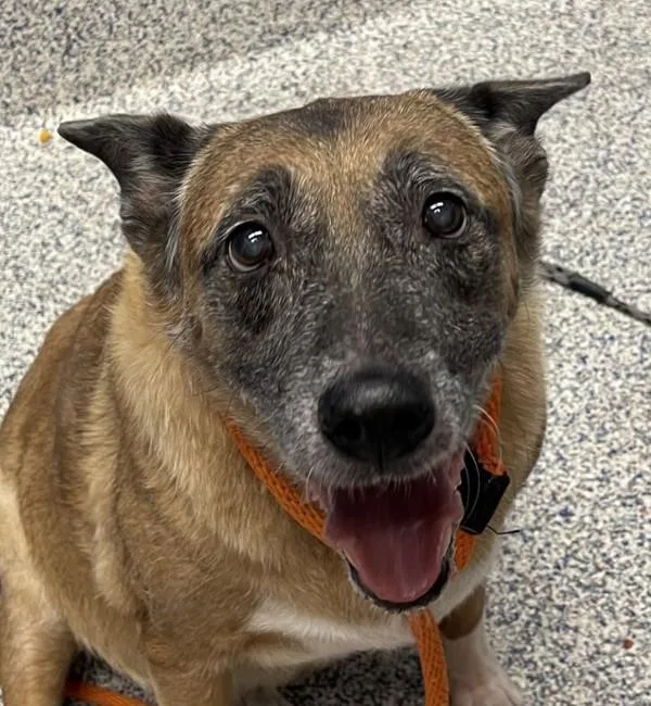 A senior medium-sized female Australian Cattle Dog / Blue Heeler dog named Cici for adoption in Golden, CO